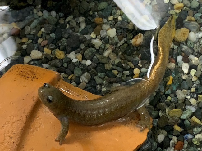 カスミサンショウウオ カスミサンショウウオ