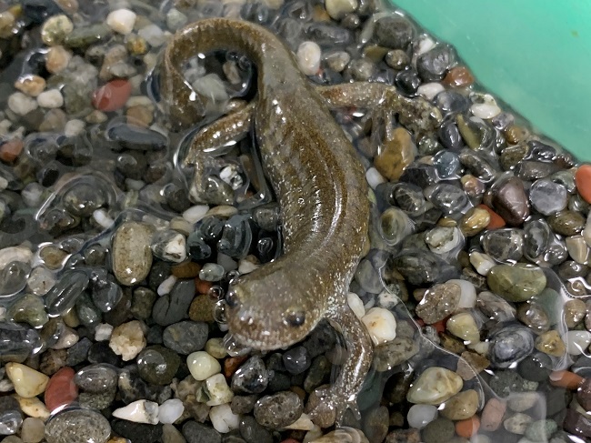 トサシミズサンショウウオ トサシミズサンショウウオ