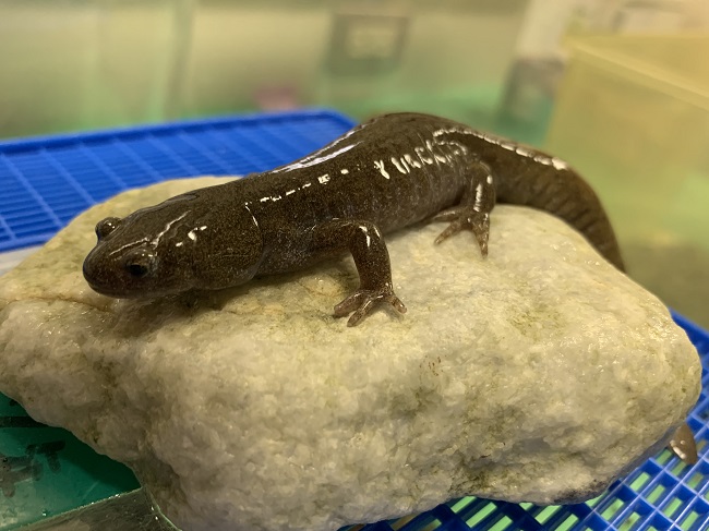 オオイタサンショウウオ オオイタサンショウウオ