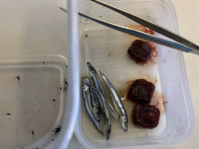 サンショウウオのごはん サンショウウオのごはん