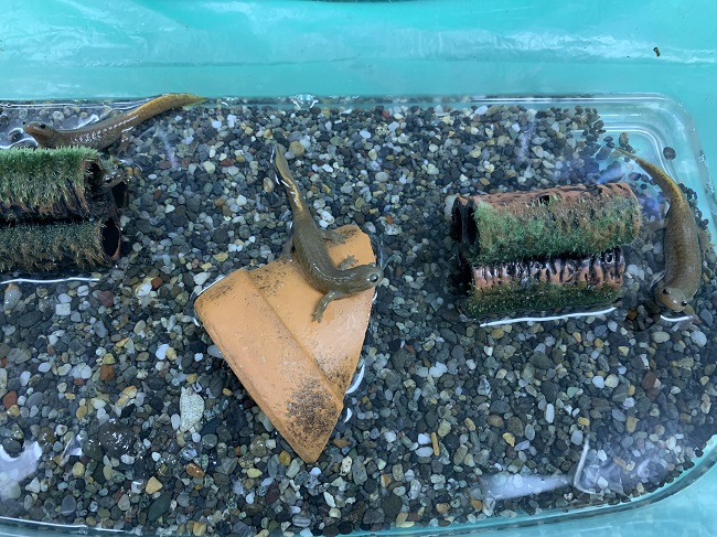 サンショウウオのおうち サンショウウオのおうち