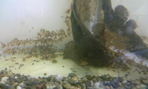 ドンコのオスと稚魚 ドンコのオスと稚魚