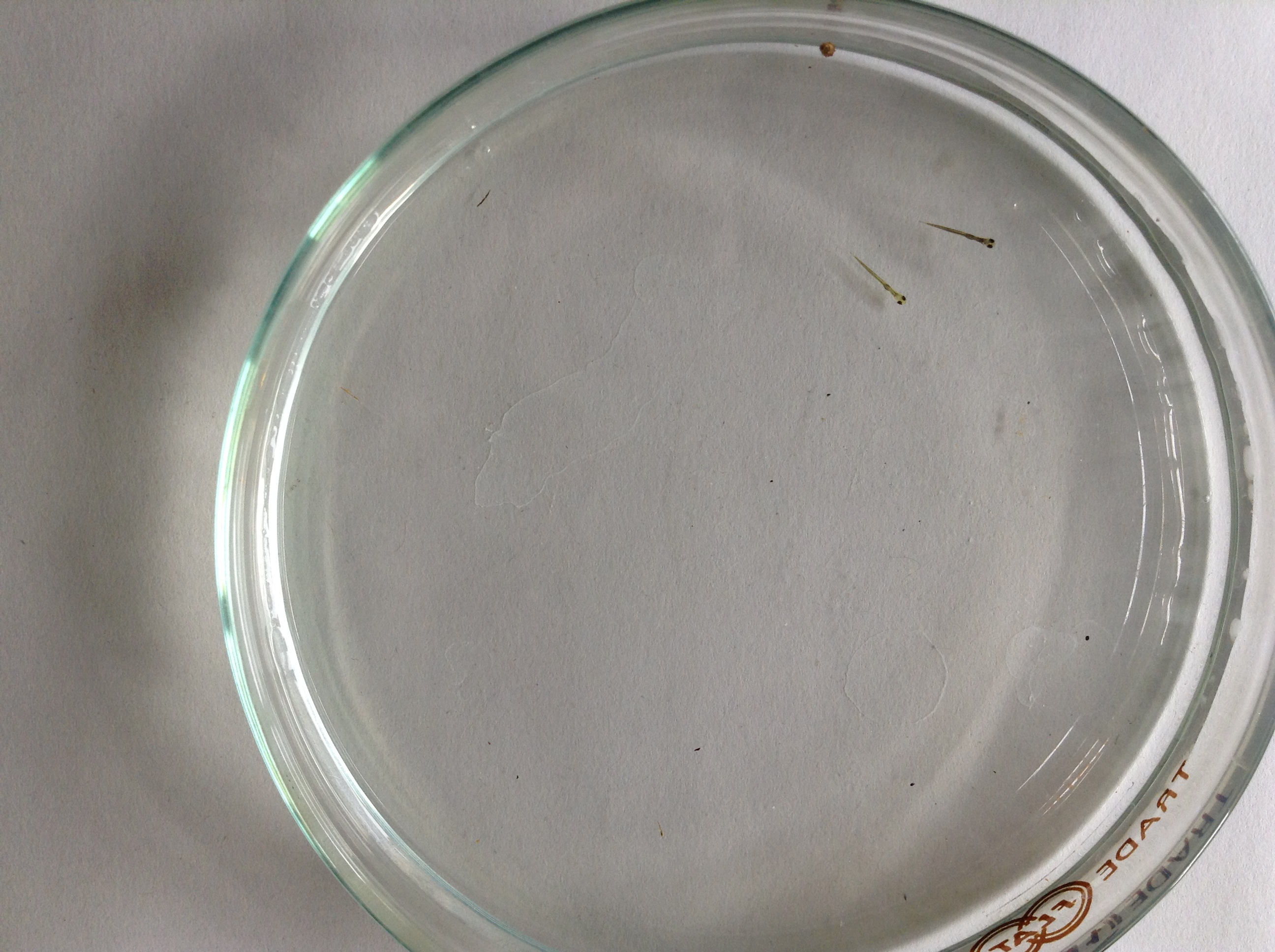 タカハヤ稚魚 タカハヤ稚魚