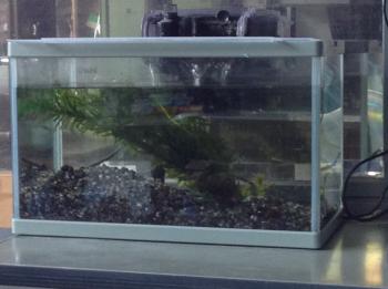 稚魚水槽 稚魚水槽