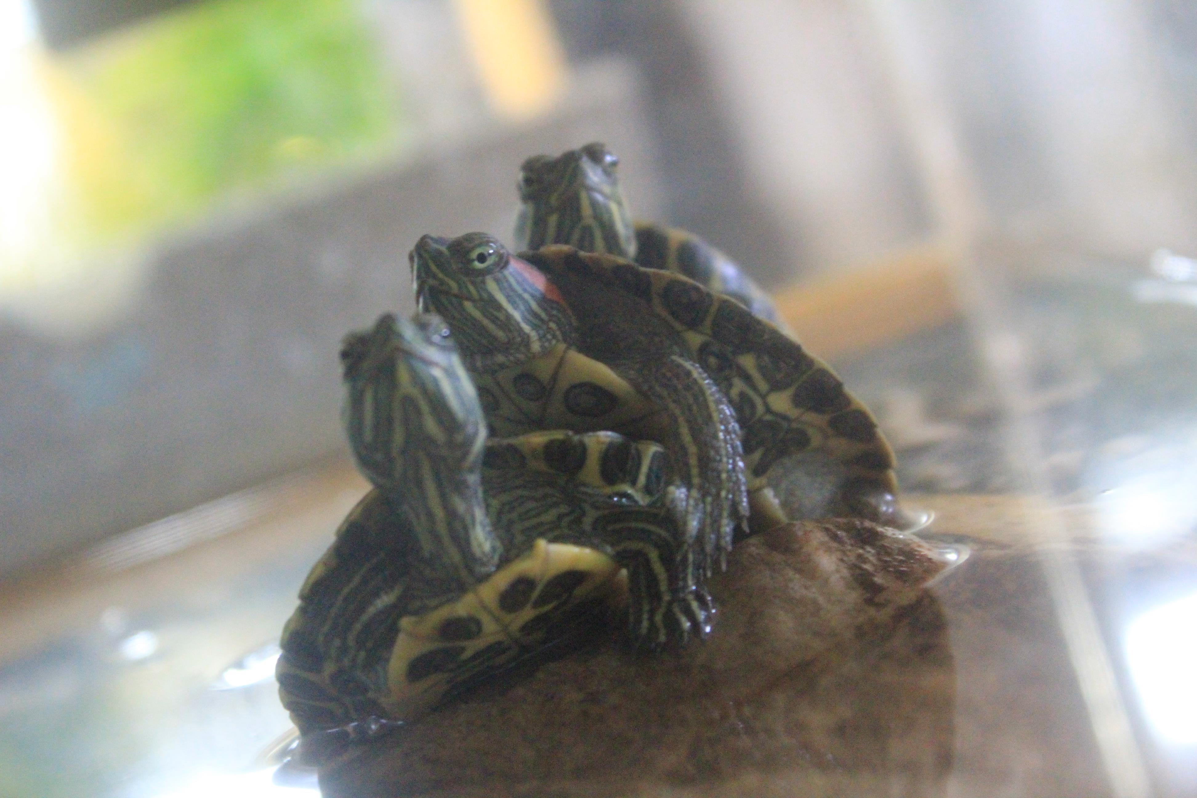 かめかめかめ かめかめかめ