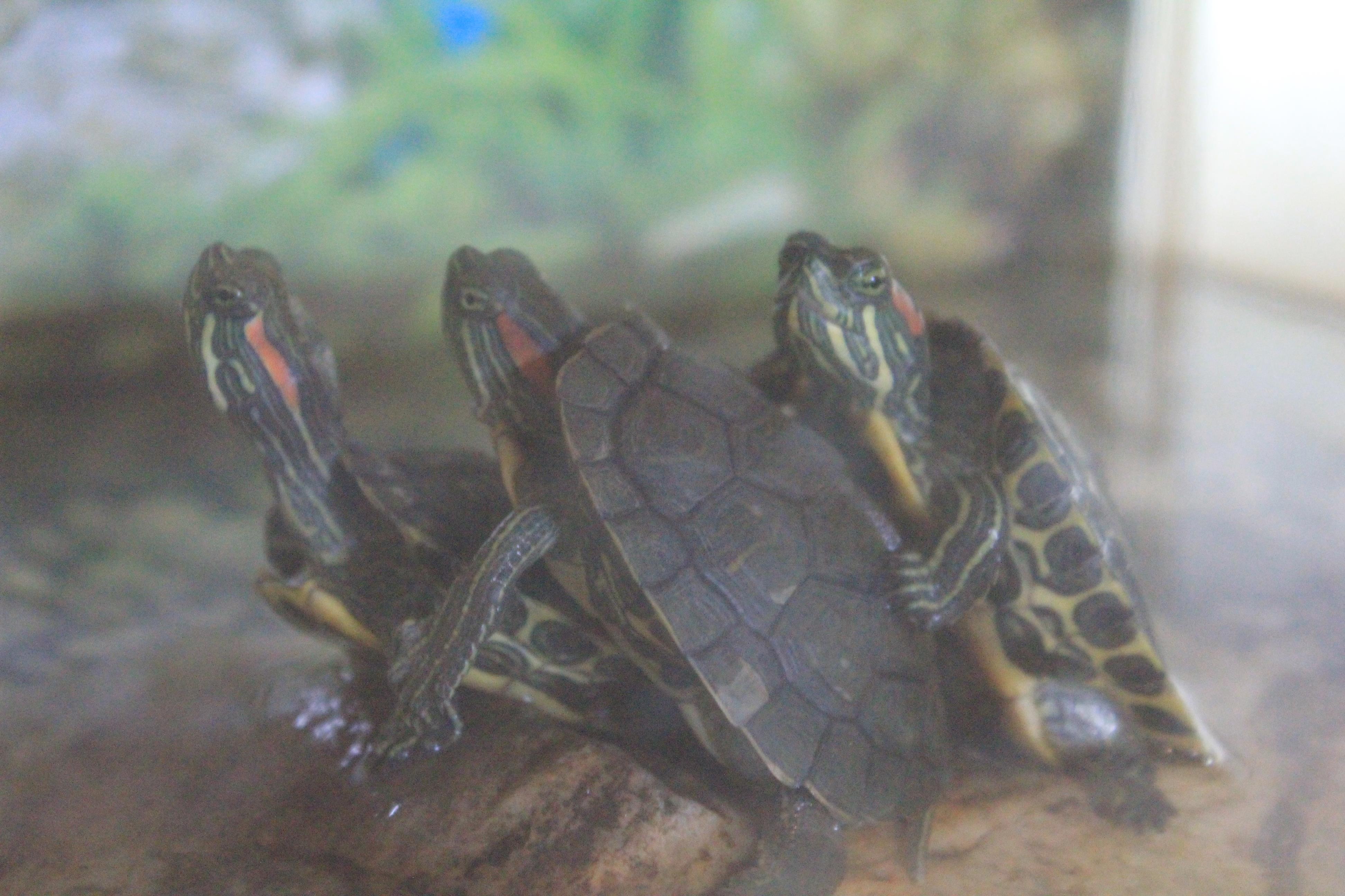 かめかめかめ2 かめかめかめ2