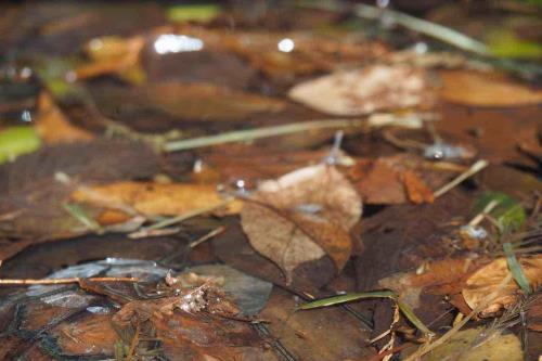 かめとうみん かめとうみん