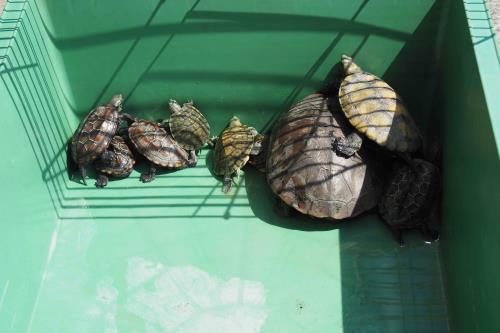 にっこうよく にっこうよく