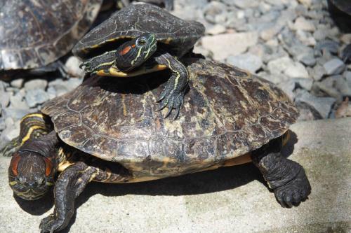 kじゃめ3 kじゃめ3