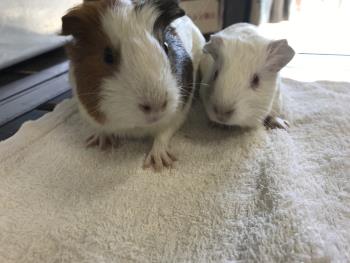 みたらし みたらし
