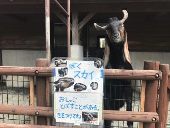 スカイ スカイ