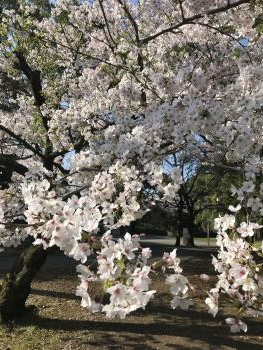 桜