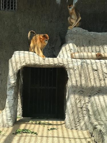 ヘンヨウ ヘンヨウ