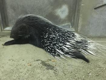 リオ リオ