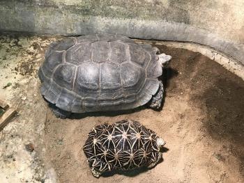 カメ カメ