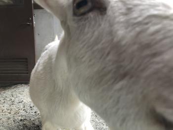 ヤギちかよる2 ヤギちかよる2