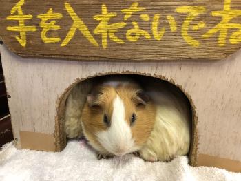 ぽかぽか ぽかぽか