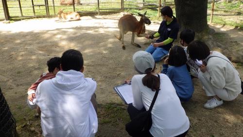 カンガルーの観察