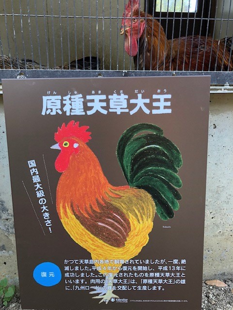 新4 新4