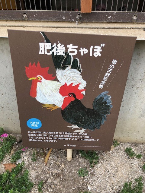 ちゃぼ ちゃぼ