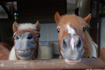 ポニー写真 ポニー写真