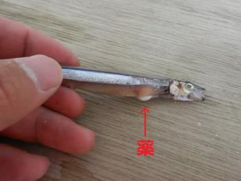 キビナゴ キビナゴ