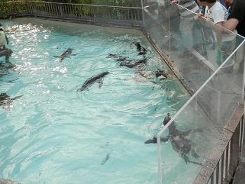 ペンギン ペンギン