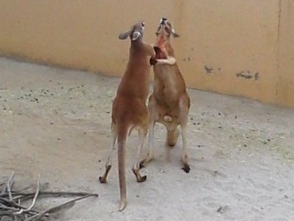 カンガルー1 カンガルー1