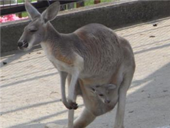 カンガルー3 カンガルー3