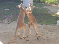カンガルー4 カンガルー4
