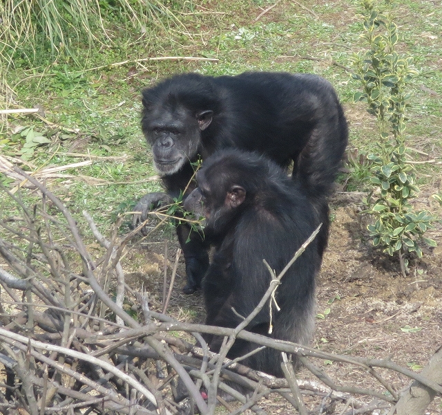 ノゾミ カナエ ノゾミ カナエ