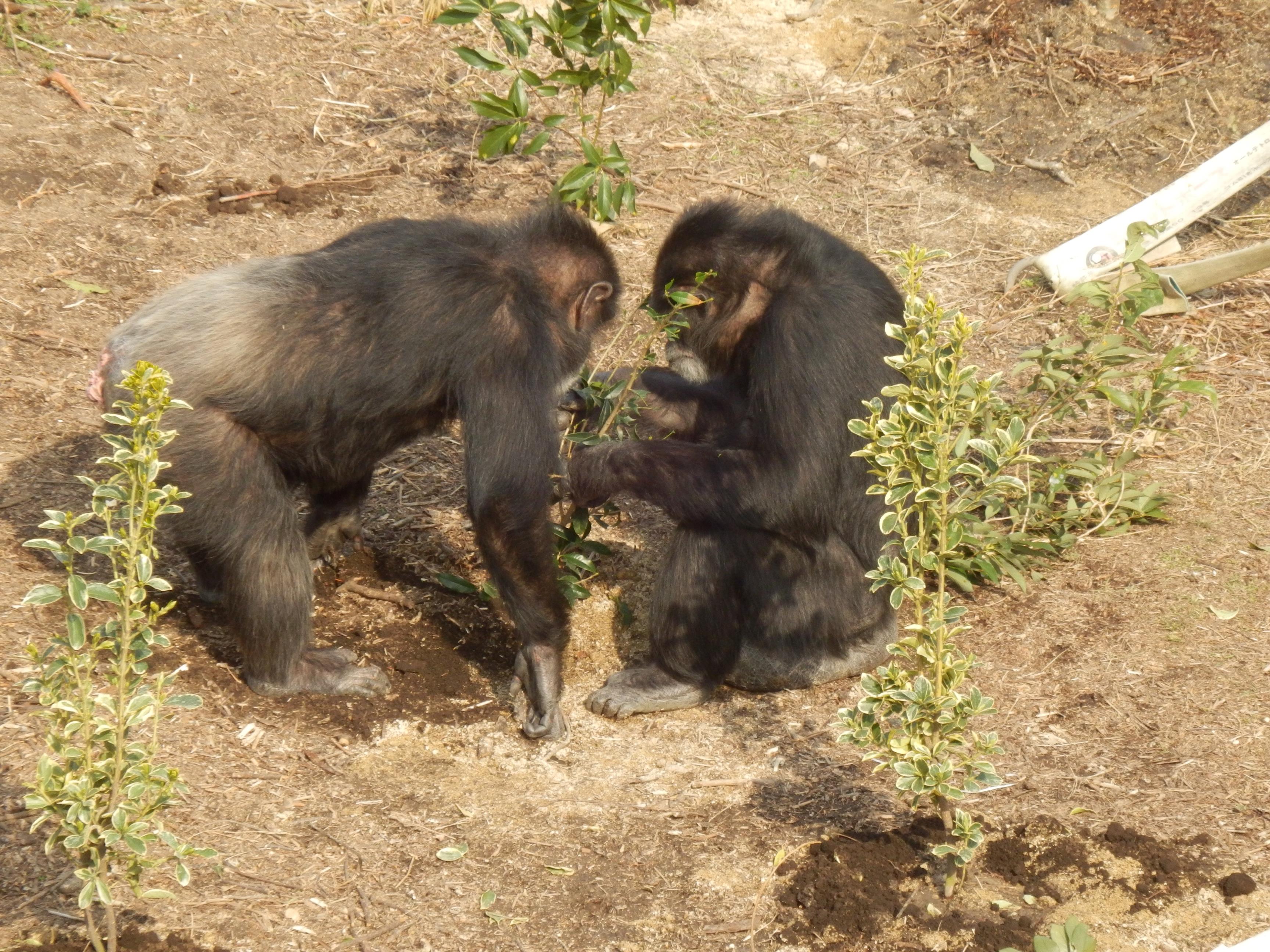 ノゾミ カナエ ノゾミ カナエ
