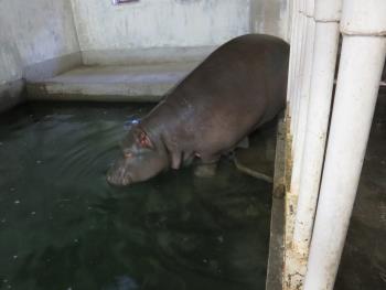 初入水 初入水