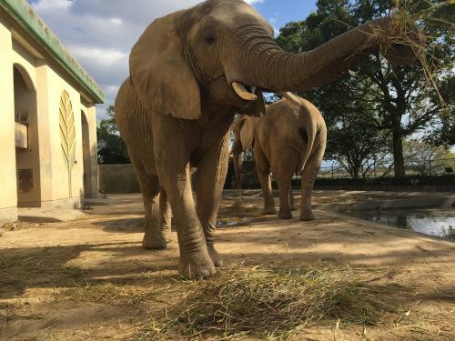 african elephant african elephant