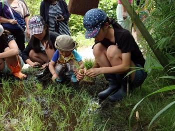 rice planting rice planting