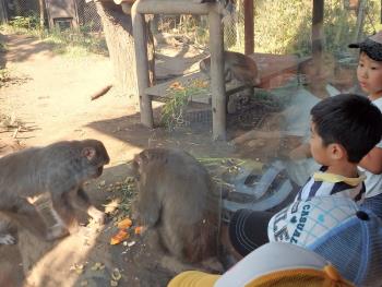 snow monkey eats many kind of foods