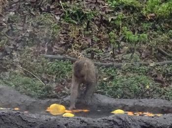 コザル コザル