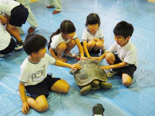 ムツアシガメ ムツアシガメ