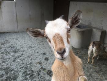 ツナ ツナ