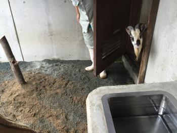 ゴマ登場 ゴマ登場