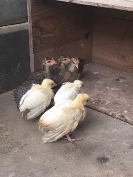 ヒナ1 ヒナ1