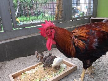大王とヒナ1 大王とヒナ1