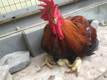 大王とヒナ2 大王とヒナ2