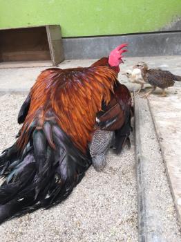 大王とヒナ2 大王とヒナ2