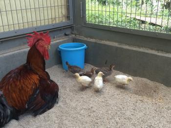 大王とヒナ4 大王とヒナ4