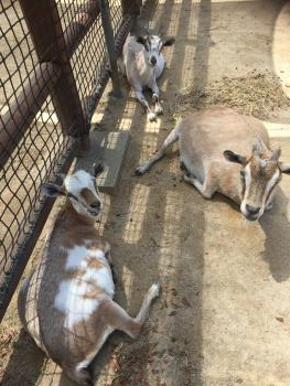 日陰でのんびり