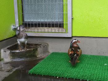 オシドリ オシドリ