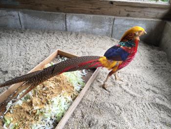 キンケイ キンケイ