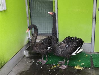 コクチョウ コクチョウ