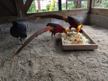 キンキン キンキン